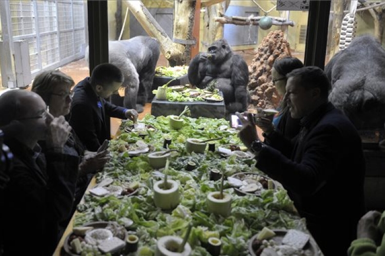 Gorillareggelivel kampányolt a mobiltelefonok újrahasznosításáért a fővárosi állatkert alapítványa