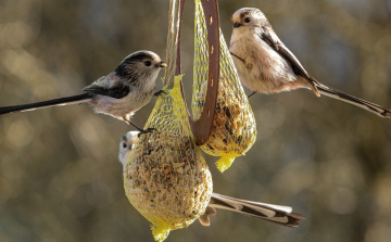 Madáretetés – Mivel, mikor és hogyan etessük a madarakat?