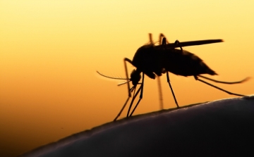 Újabb csata a szúnyogok ellen Esztergomban