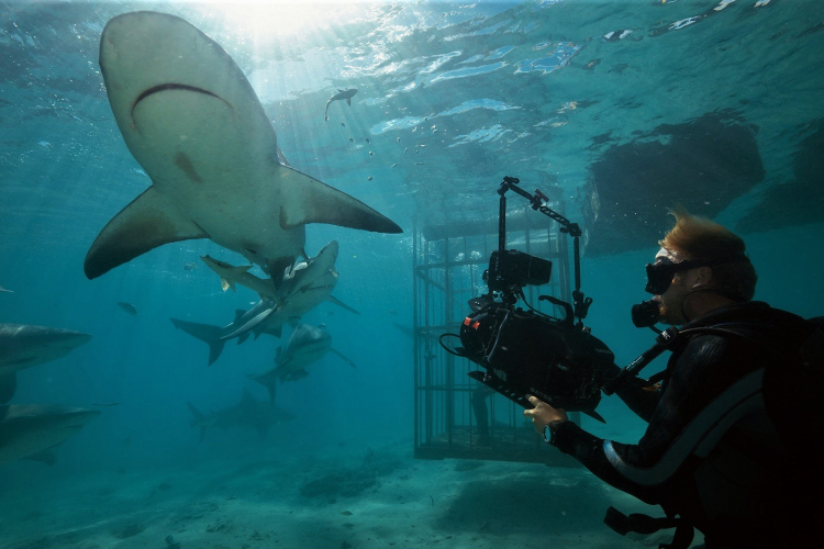  Cápafesztivál és Chris Hemsworth a National Geographic Wild műsorán