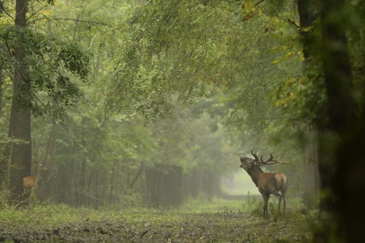 Inváziós fajok veszélyeztetik a környék erdőit
