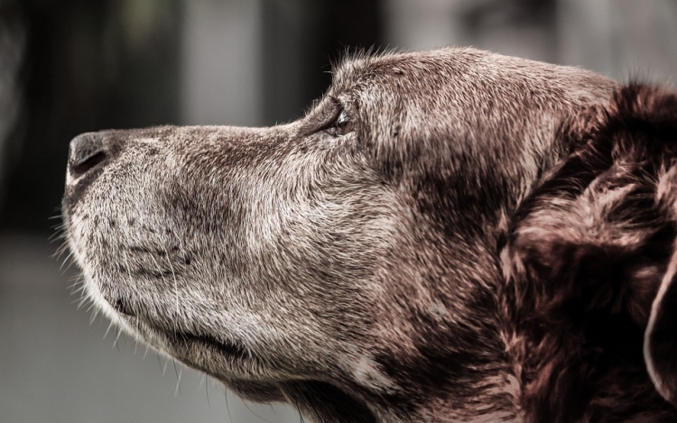A kutyák arcfelismerési képességét vizsgálták az ELTE kutatói