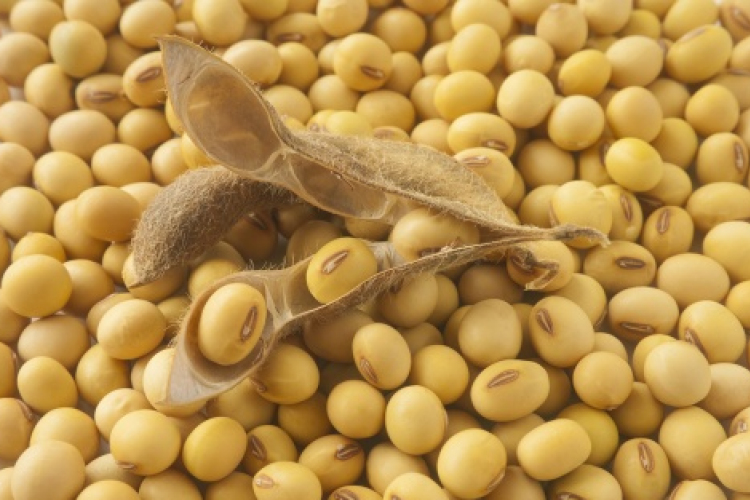 Mégsem véd meg a prosztatarák kiújulásától a szója