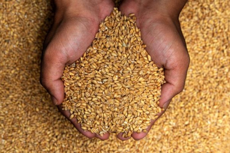 Mennyiiiit? Több mint 100 tonna búzát lopott