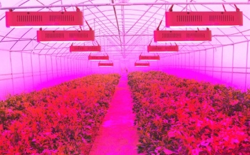 LED-es világítás a növénytermesztésben