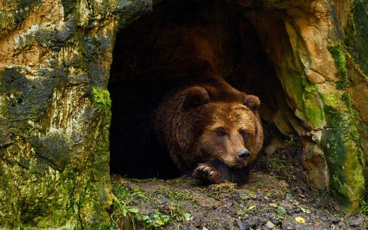 Az emberek és a medvék együttéléséről világosítja fel a helyieket a lengyel tátrai nemzeti park