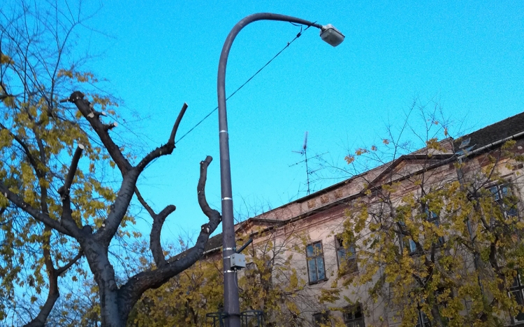 Súlyos baleset után megritkították a zebrát árnyékoló fát a Kossuth utcán