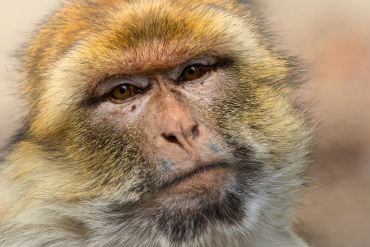Itt a hivatalos jelentés, ennyi majomhimlő-fertőzöttet azonosítottak eddig