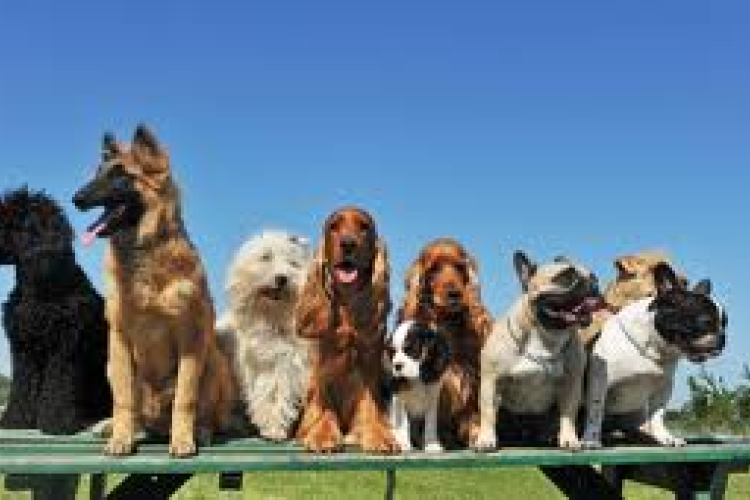 Háziállatok segíthetnek a mentális betegségek gyógyításában 