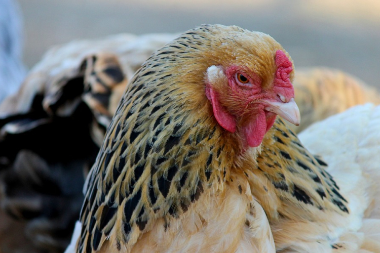 Békés megyében is megjelent a madárinfluenza